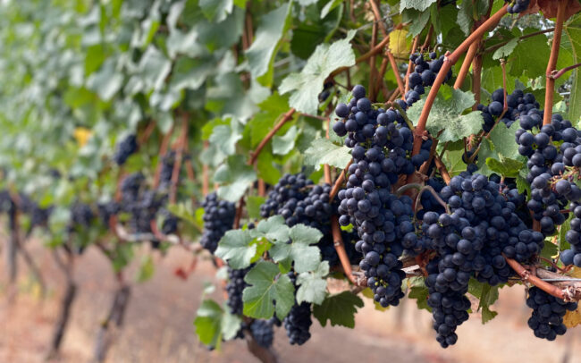 Grape clusters hanging from the vine at Canary Hill vineyard