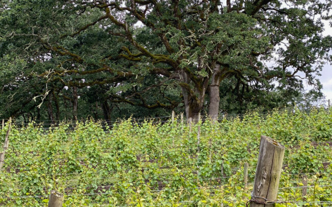 Oak trees surrounding Canary Hill Vineyard