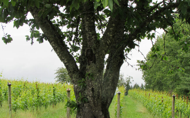 Beautiful tree with the Kelley Fox beyond