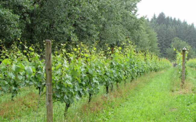 Vineyard rows providing gorgeous fruit to Kelley Fox Wines