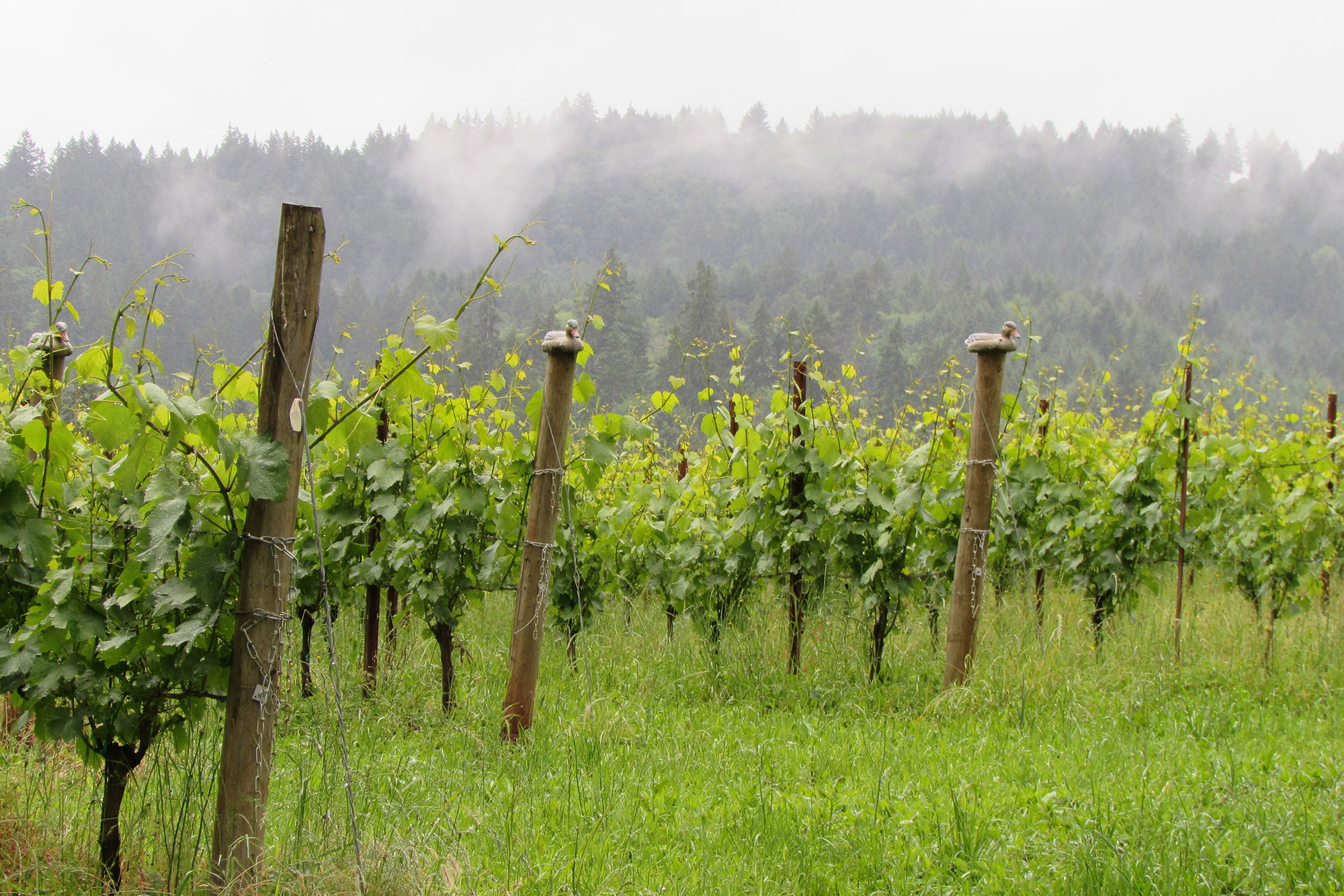 Fog over the Dux Vineyard