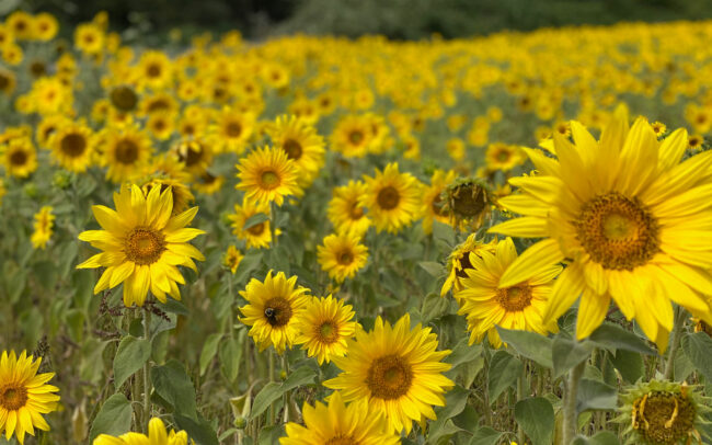 Sunflowers in the neighboring field of Freedom Hill vineyard
