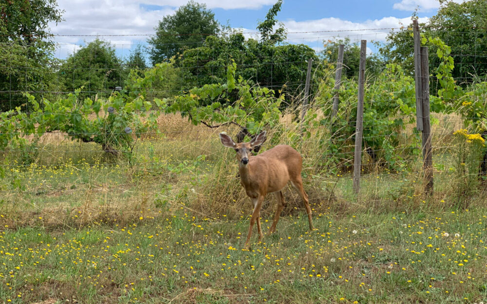 Deer in the vineyard