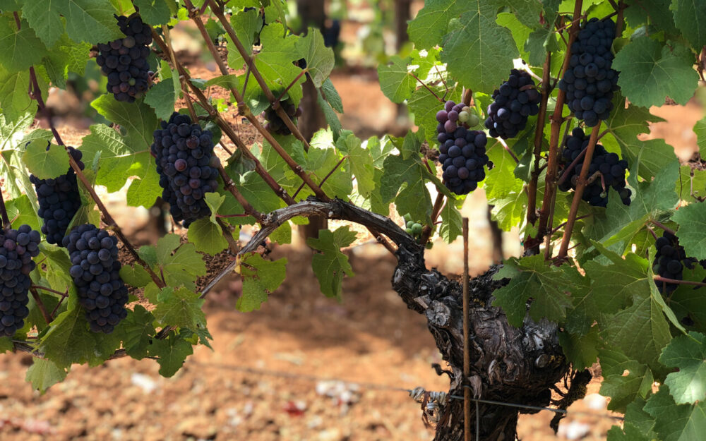 Grape clusters on the vine at Hyland Vineyard