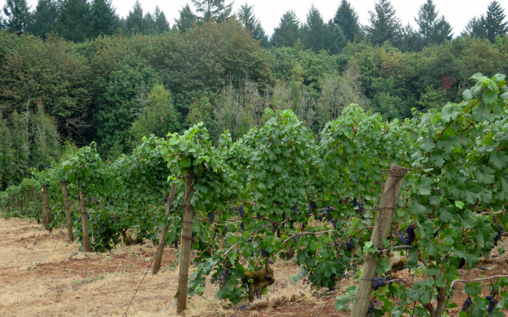 Best small wineries in Oregon, Kelley Fox Wines