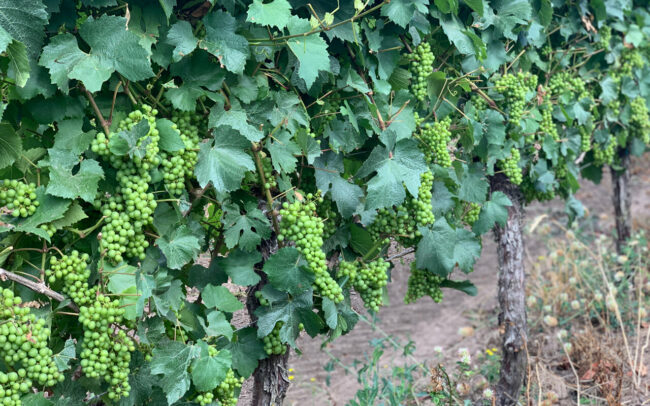 Grape clusters growing on the vine