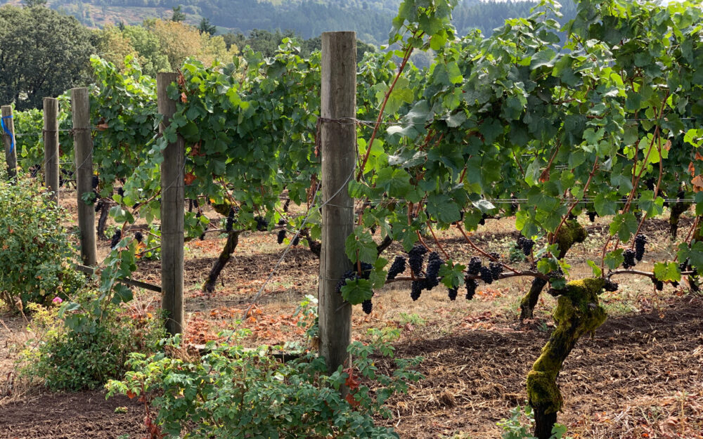 Fruit for Kelley Fox Wines is sourcd from the very best of Willamette Valley vineyards