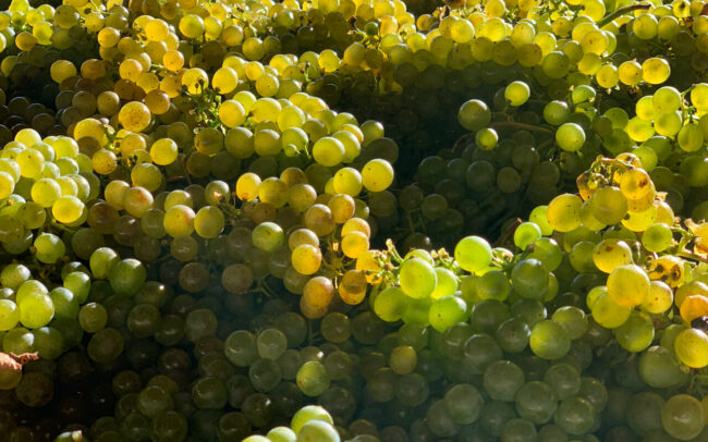 White wine grapes freshly harvested