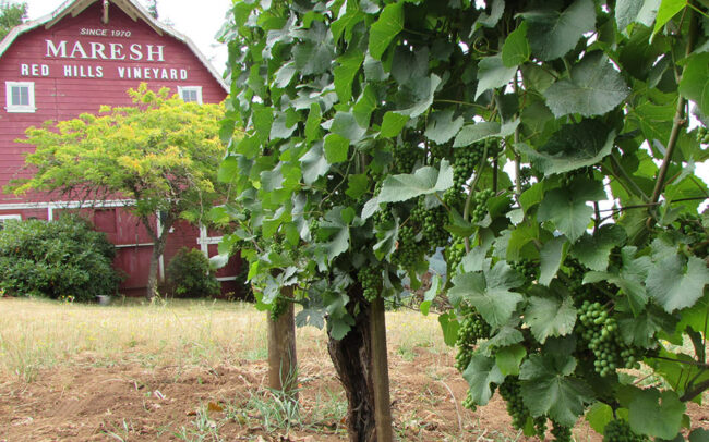 Maresh Vineyard with the red barn behind