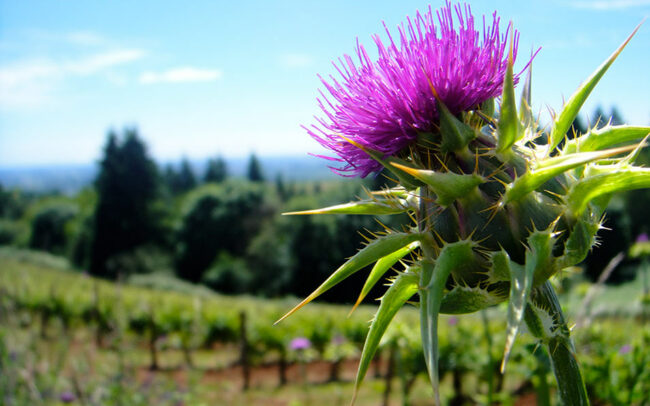 Flowers growing at Maresh Vineyard