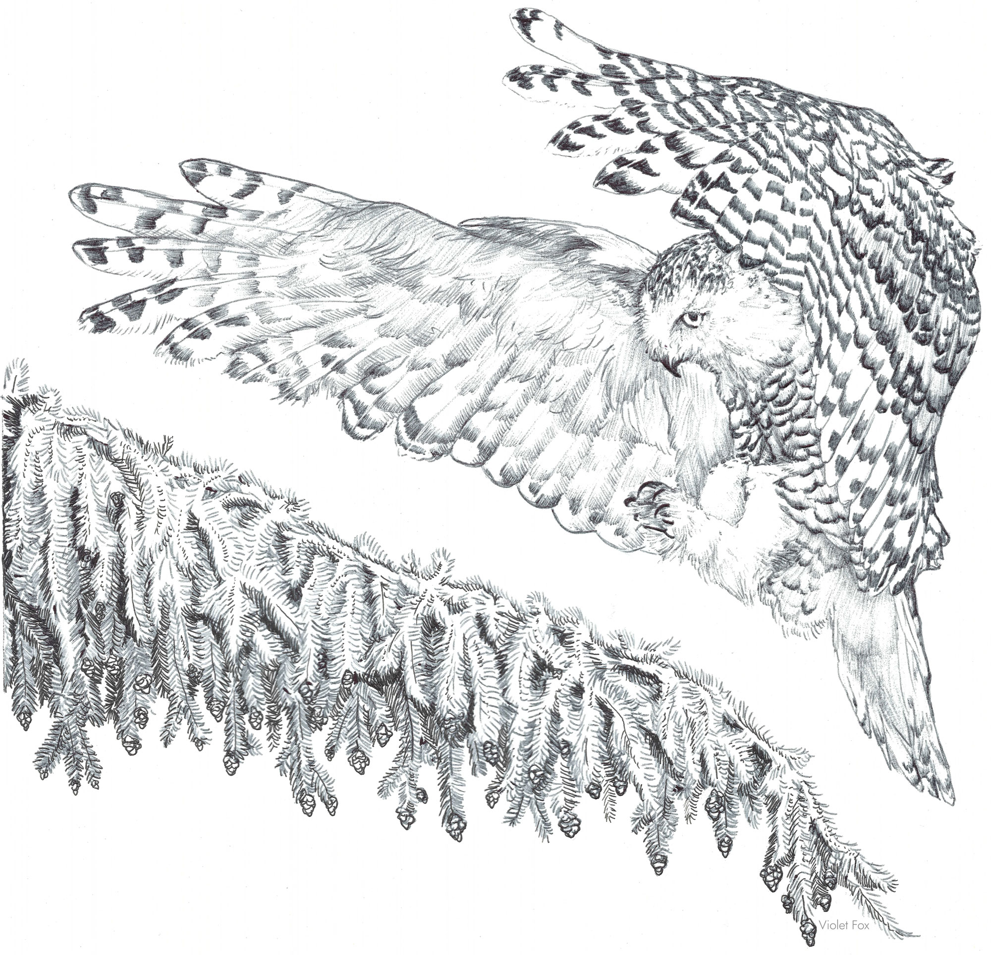 Drawing of a snowy owl about to land on a branch