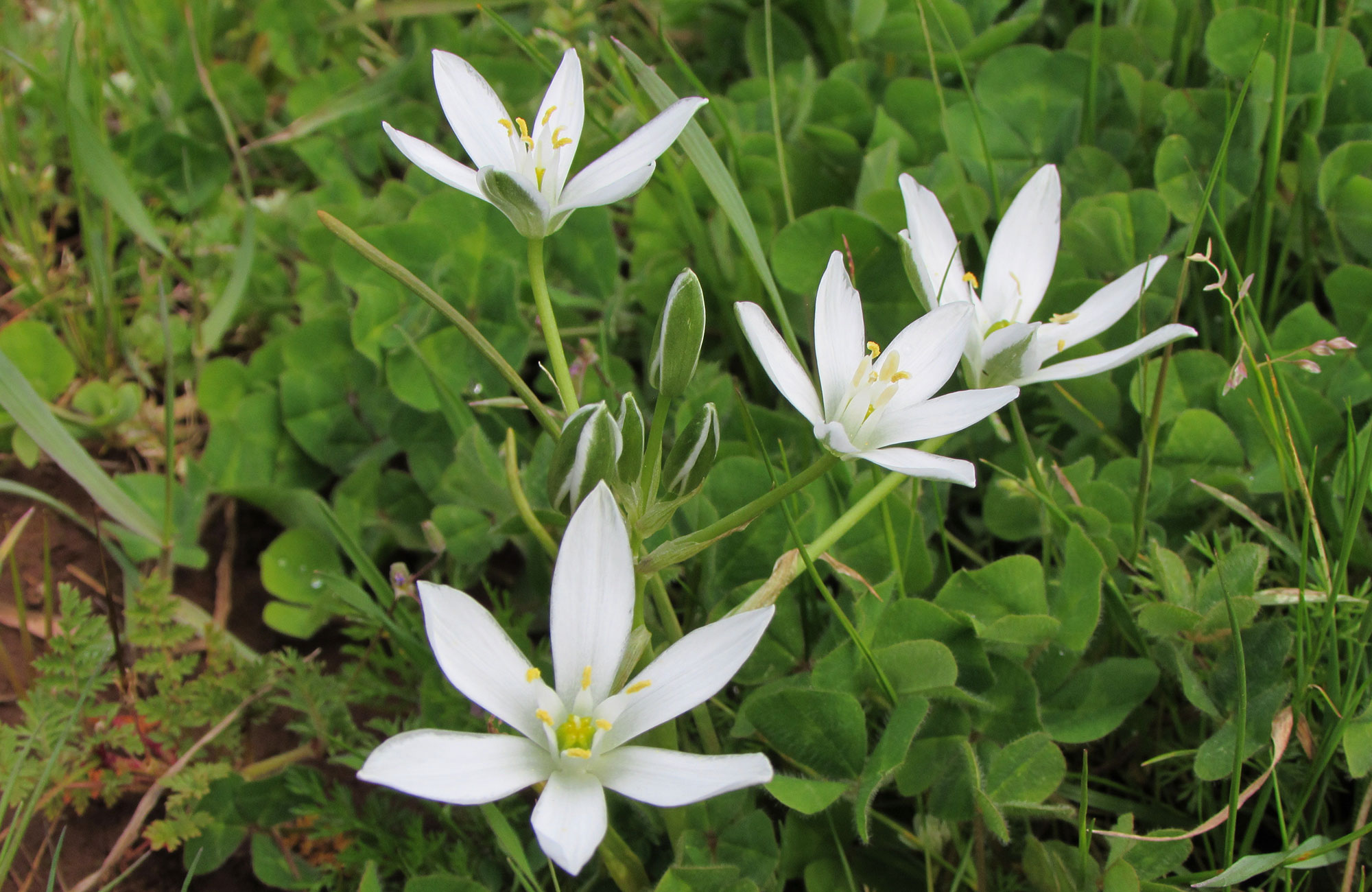 Star of Bethlehem flowers at Maresh Vineyard