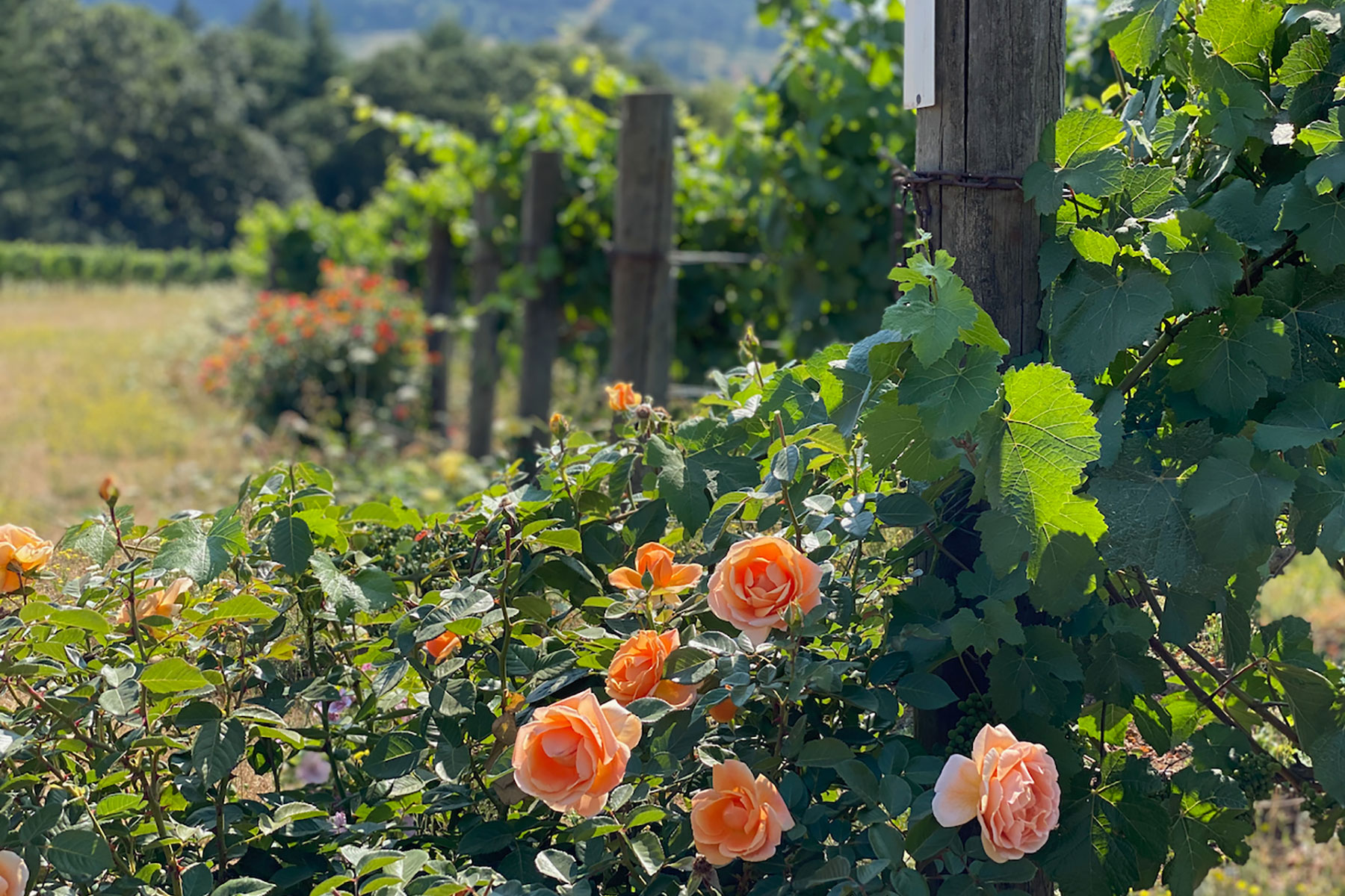 Varter Roses growing at the block designations of the vineyard