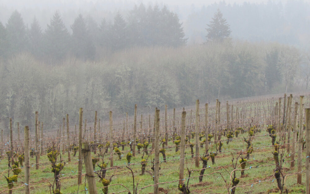 Fog over the Weber Vineyard in early spring