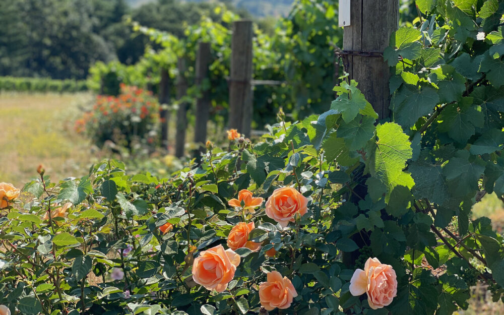 Roses at Carter Vineyard