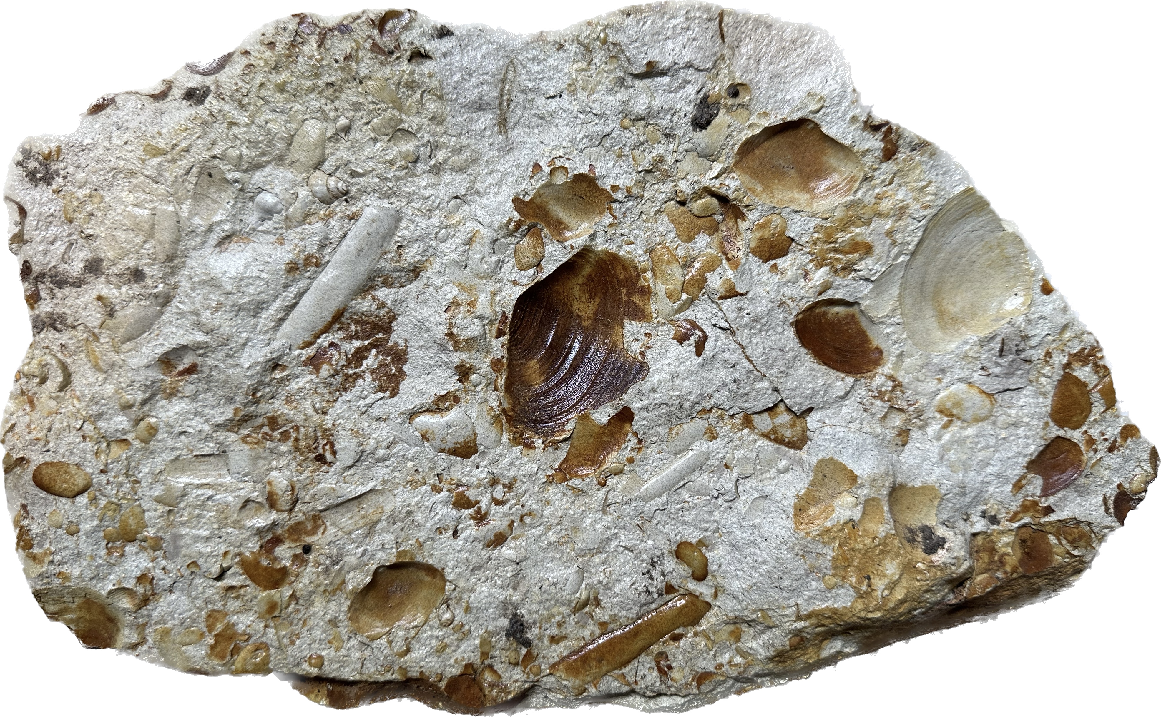 Sandstone fossil