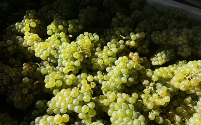 Dux Vineyard harvested Chardonnay grapes