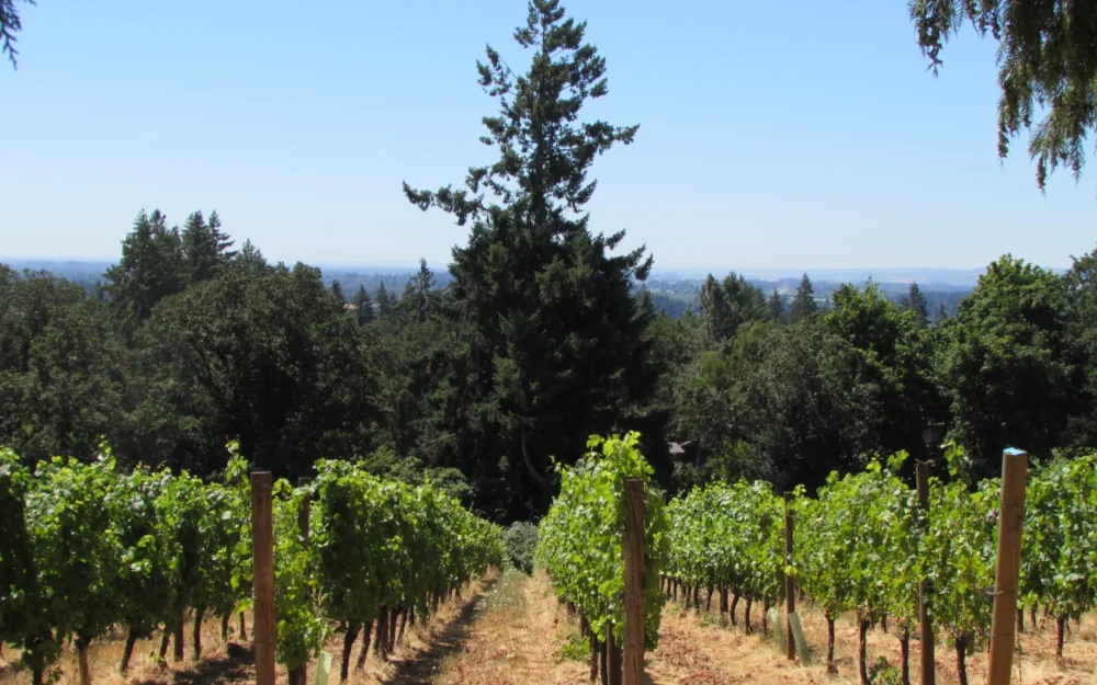 Stater Vineyard