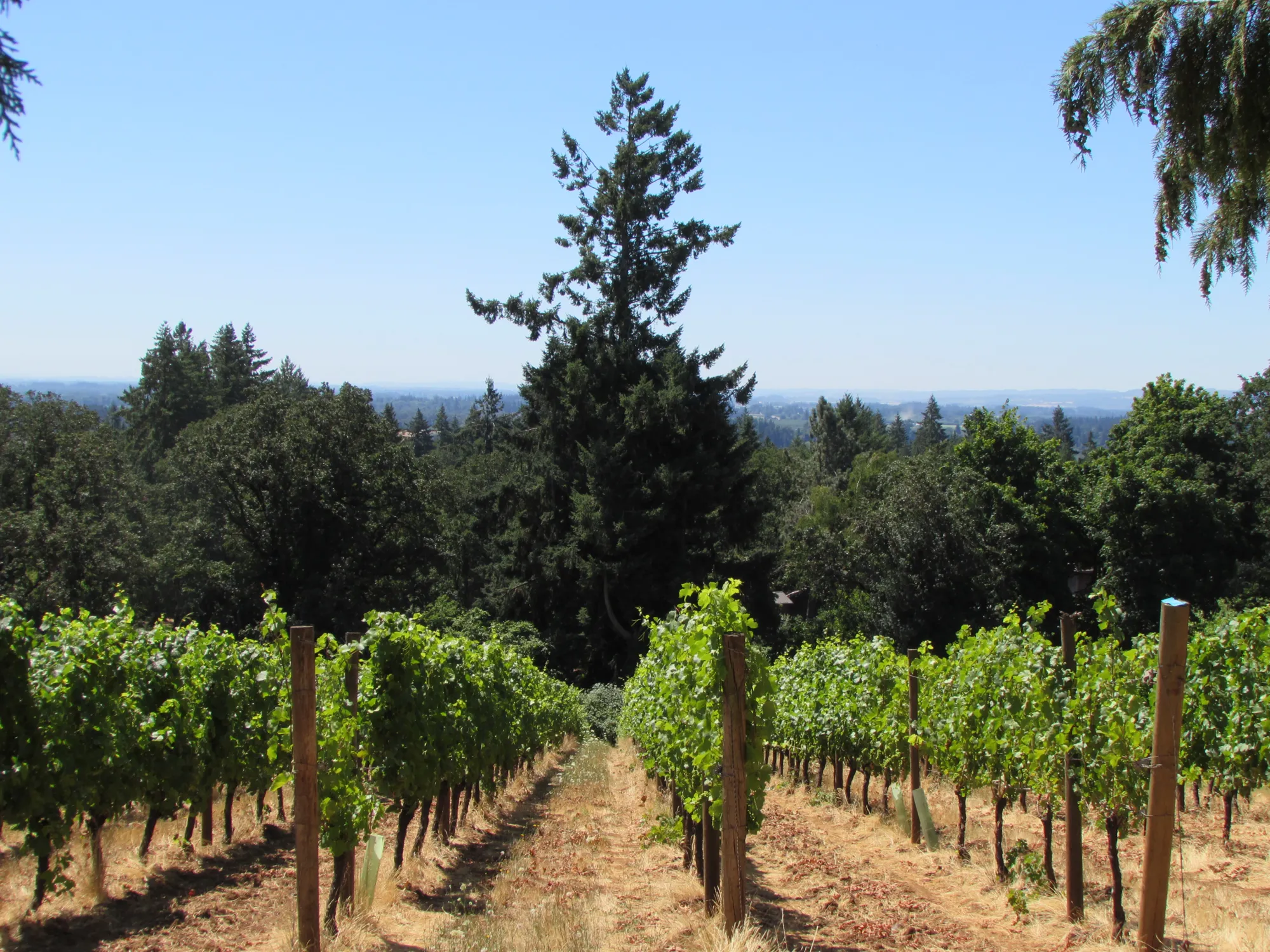 Stater Vineyard July 2023 1