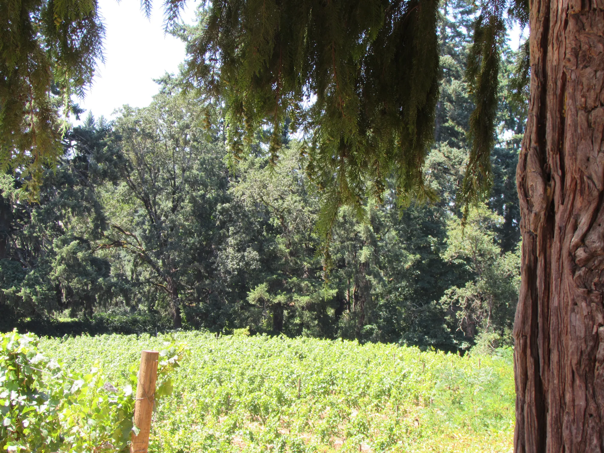 Stater Vineyard July 2023 2