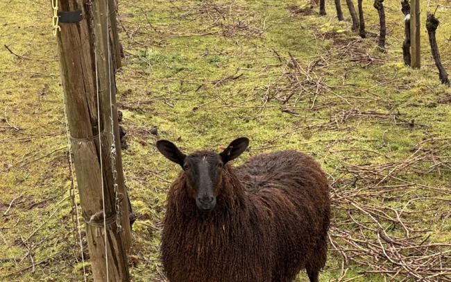 Sheep in Durant Vineyard